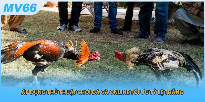 Áp dụng thủ thuật chơi đá gà online tối ưu tỷ lệ thắng