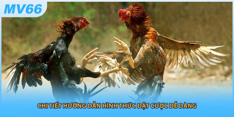 Chi tiết hướng dẫn hình thức đặt cược dễ dàng