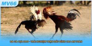 Đá Gà Cựa Dao - Trải Nghiệm Trận Đấu Đỉnh Cao An Toàn