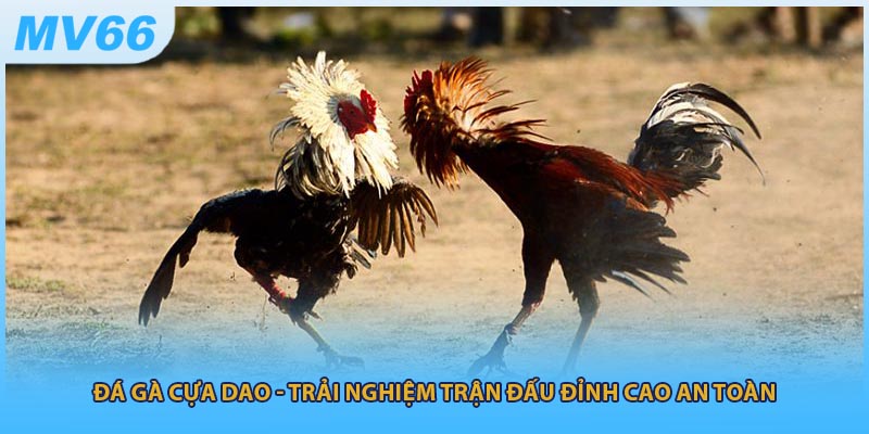 Đá Gà Cựa Dao - Trải Nghiệm Trận Đấu Đỉnh Cao An Toàn